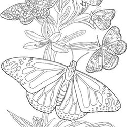 Schmetterlinge Ausmalbilder fir erwachsene 3