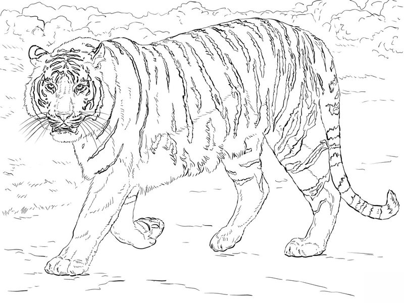 Tiger Ausmalbilder für Erwachsene zum Ausdrucken 8