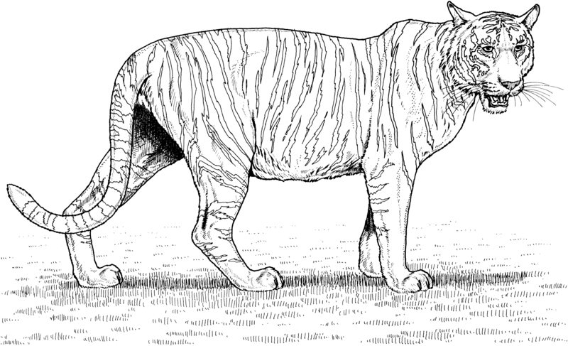 Tiger Ausmalbilder für Erwachsene zum Ausdrucken 9