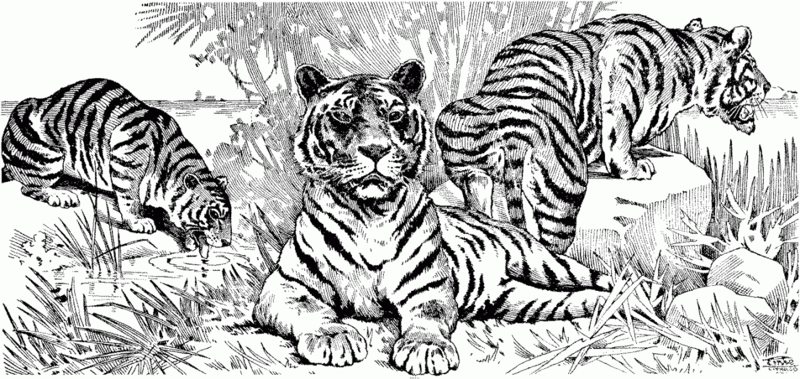 Tiger ausmalbilder kostenlos Malvorlagen Jahr